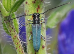 Phytoecia caerulescens