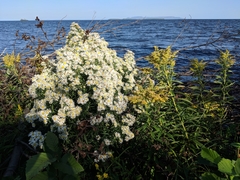 Symphyotrichum lanceolatum lanceolatum