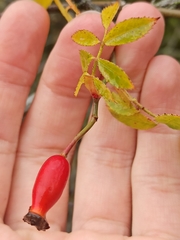 Rosa rubiginosa