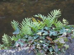 Polypodium cambricum