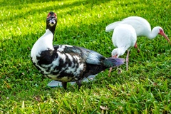 Cairina moschata domestica