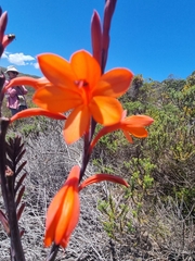 Watsonia tabularis