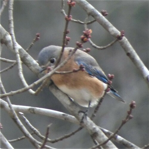 Eastern Bluebird photographed in West Virginia