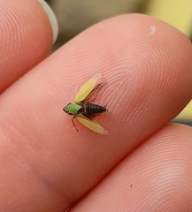 Syncharina argentina