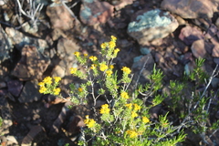 Oedera genistifolia