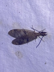 Corydalus flavicornis