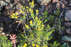Oedera genistifolia