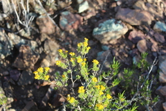 Oedera genistifolia