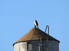 Buteo jamaicensis