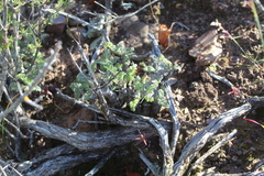 Pelargonium alternans