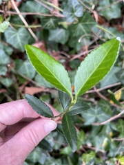 Euonymus fortunei