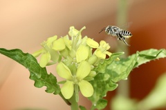 Eutricharaea