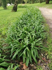 Agapanthus praecox