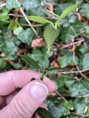 Euonymus fortunei
