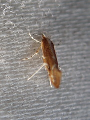 Cremastobombycia solidaginis