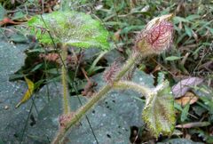 Rubus alceifolius