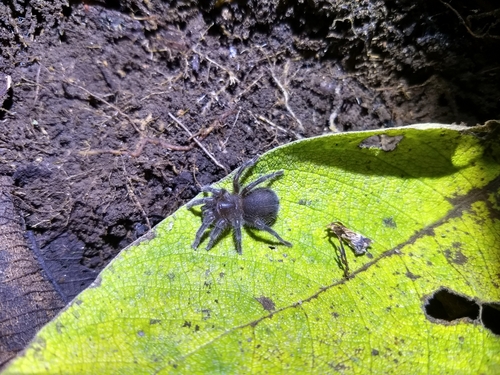 Photo of Aguapanela Dwarf Tarantula (Aguapanela arvi)