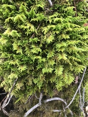 Dendroalsia abietina