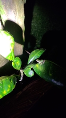 Hyla chinensis