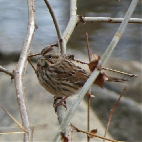 Song Sparrow photographed in West Virginia