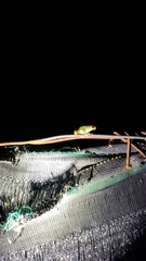 Hyla chinensis