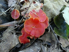Hygrocybe coccinea