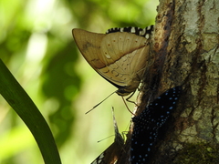 Archaeoprepona amphimachus