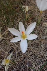 Crocus malyi