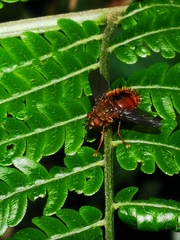Adejeania