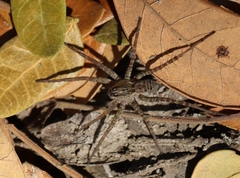 Pardosa pseudoannulata