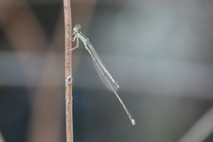 Ischnura prognata