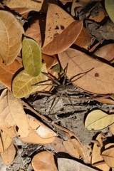 Pardosa pseudoannulata