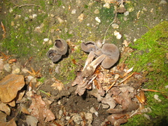 Helvella
