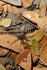 Pardosa pseudoannulata