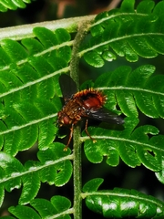 Adejeania