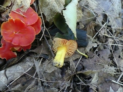 Hygrocybe coccinea