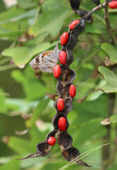 Erythrina herbacea