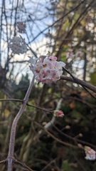 Viburnum farreri