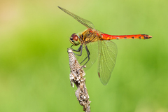 Sympetrum depressiusculum
