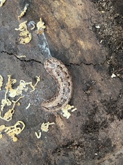 Philomycus carolinianus