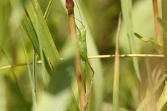 Conocephalus longipes