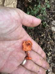 Cantharellus texensis