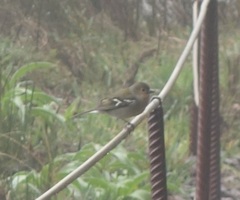 Fringilla coelebs maderensis