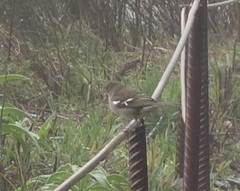 Fringilla coelebs maderensis