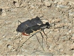Cicindela schauppii