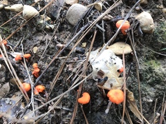 Cantharellus texensis
