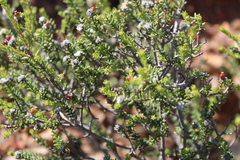 Phylica rogersii