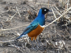 Lamprotornis superbus