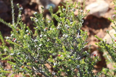 Phylica rogersii