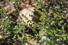 Phylica rogersii